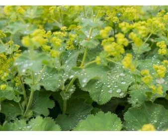 Alchemilla měkká