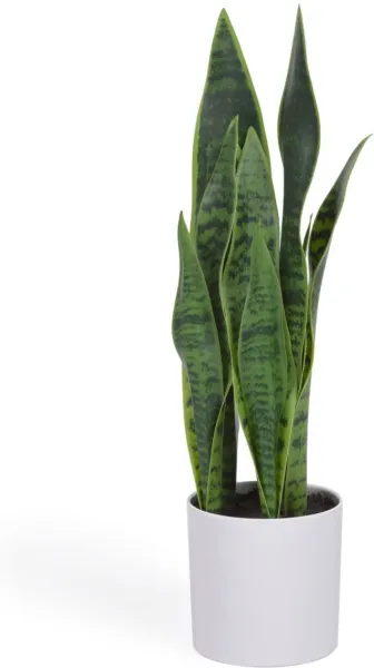 Sansevieria, Umělá rostlina, bílá, H55x18x19 cm
