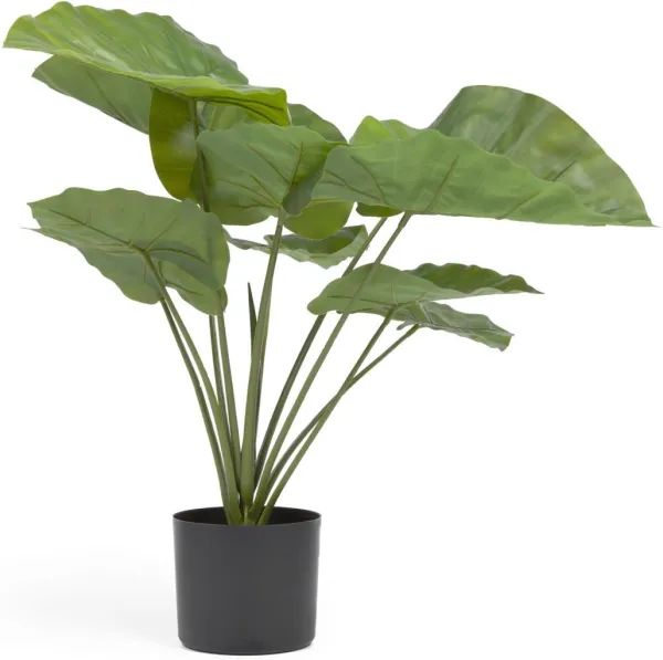 Alocasia, Umělá rostlina, černá, H57x63x63 cm