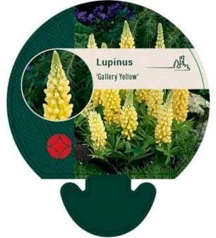 Zahradní lupina