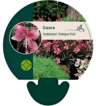 Pryšec gaura
